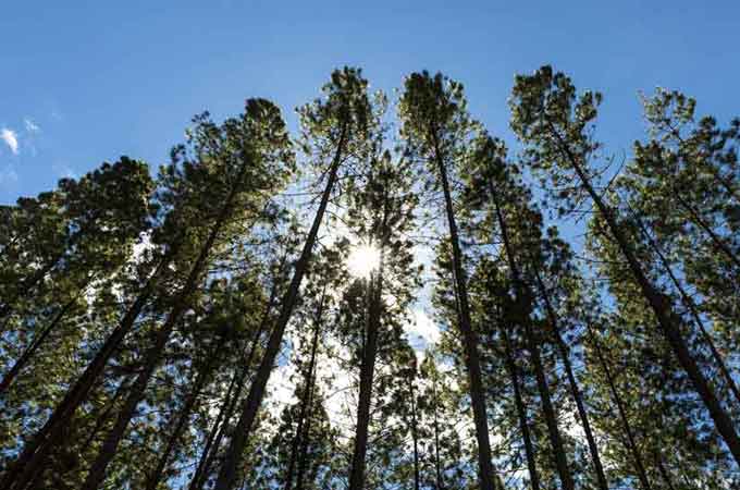 Forest Chain of Custody