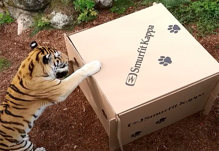 Tiger playing with corrugated toy in Polish Zoo