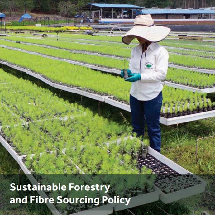 Couverture de la politique de foresterie durable et d'approvisionnement en fibres de Smurfit Kappa avec une photo d'une plantation de pousse