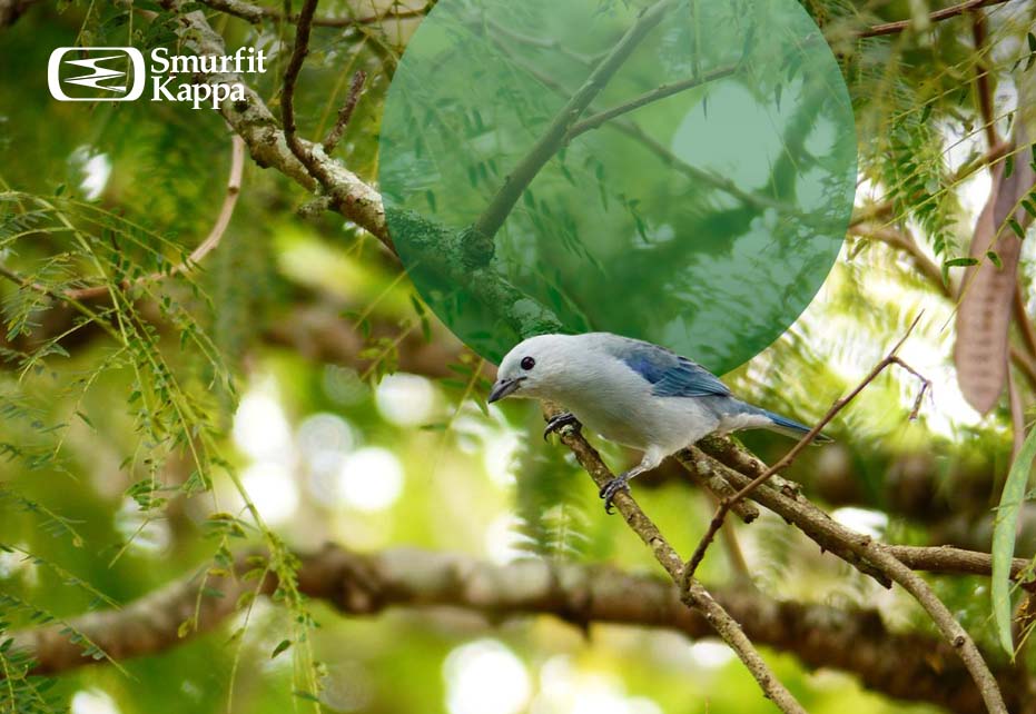ave azul fauna en bosque ods-15-vida-de-ecosistemas-terrestres