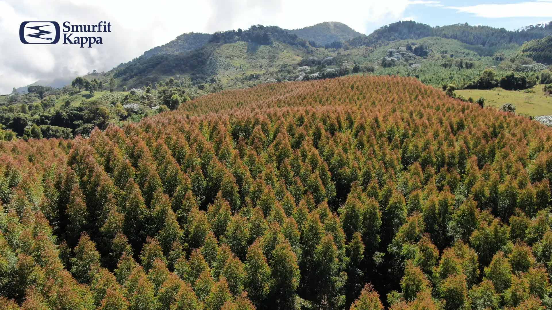reforestacion-significado-e-importancia-para-las-organizaciones