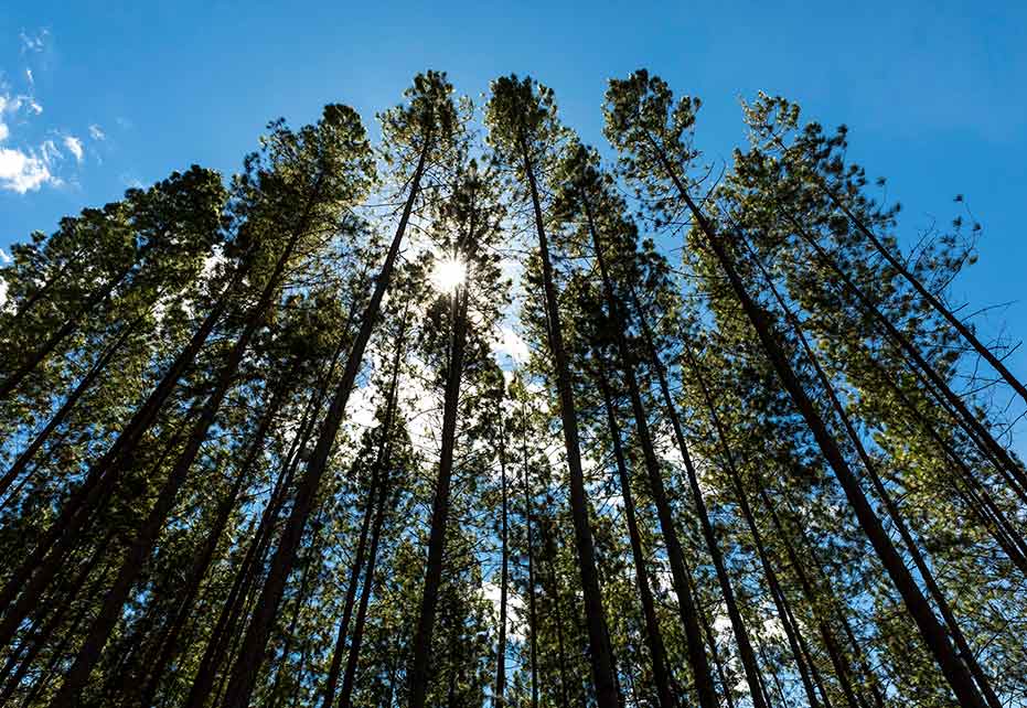 Cultivos forestales comerciales de pino Smurfit Kappa Colombia