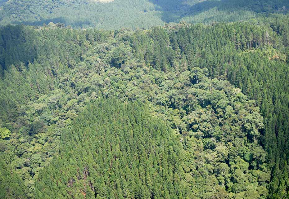 bosque natural y plantación forestal comercial Smurfit Kappa