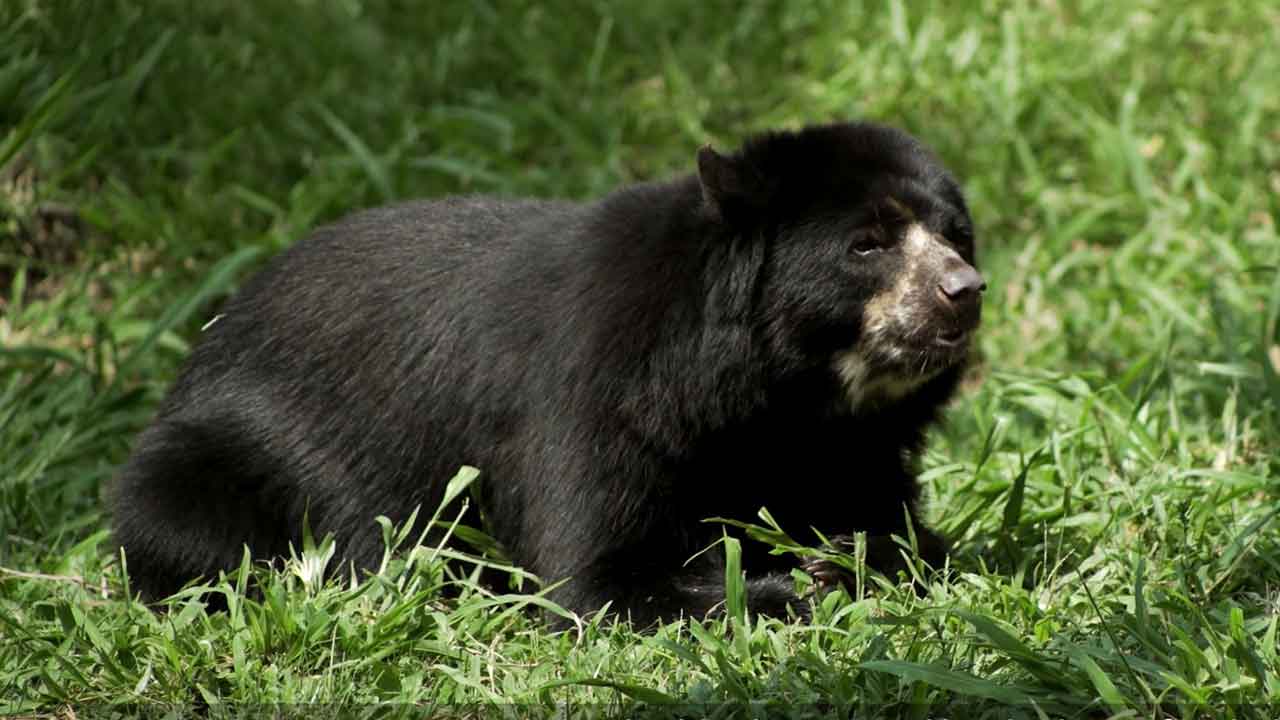 Protecting the Andean Bear