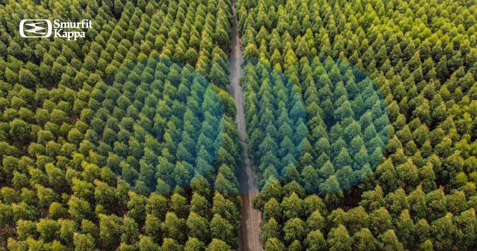reforestacion-significado-e-importancia-para-las-organizaciones