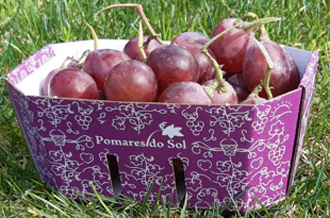 Grape Punnet Packaging