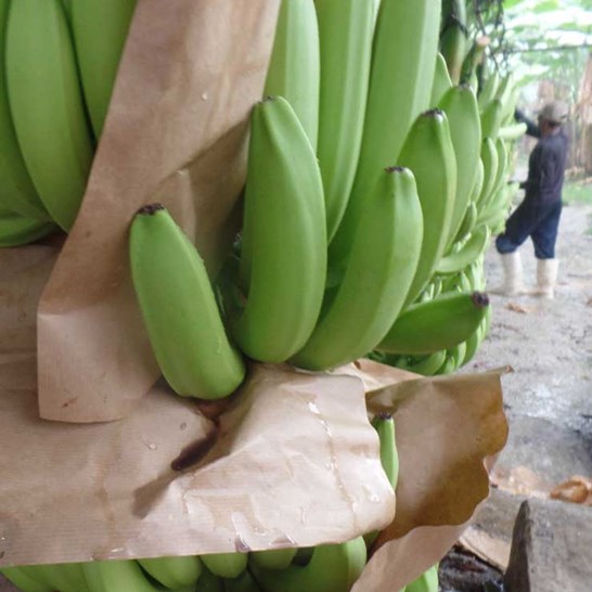 Pytle na banány Banabag, papír