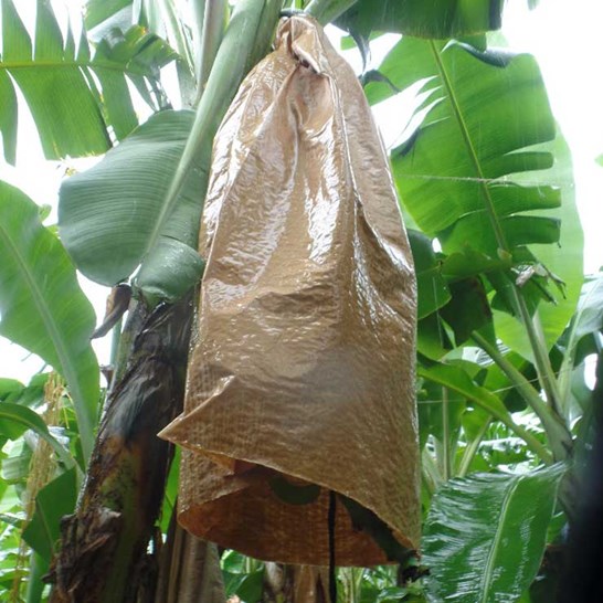 Pytle na banány Banabag, mokré
