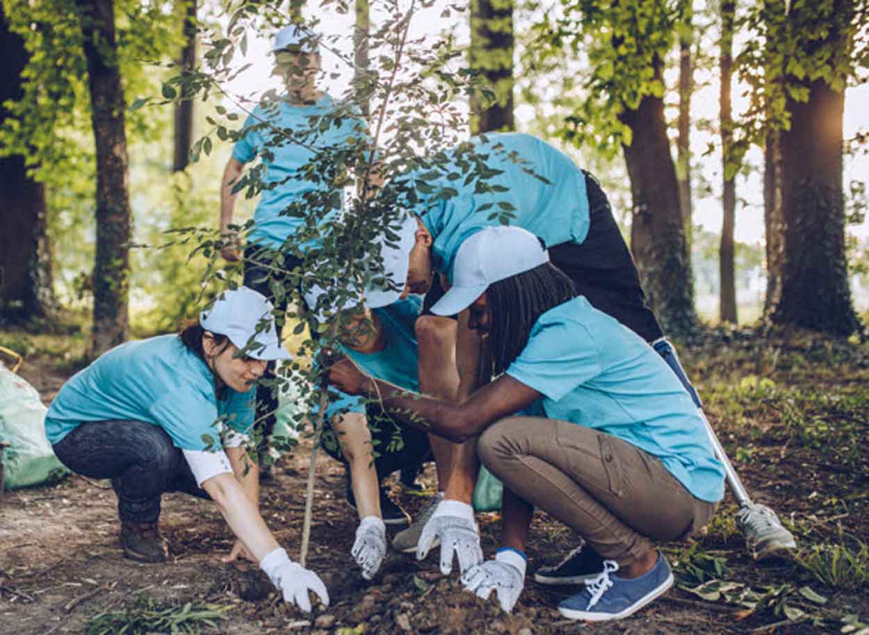 voluntarios plantando árboles