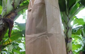 Banabag Banana Bagging Dry