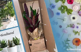 Imballo Smurfit Kappa per spedizione piante e fiori 