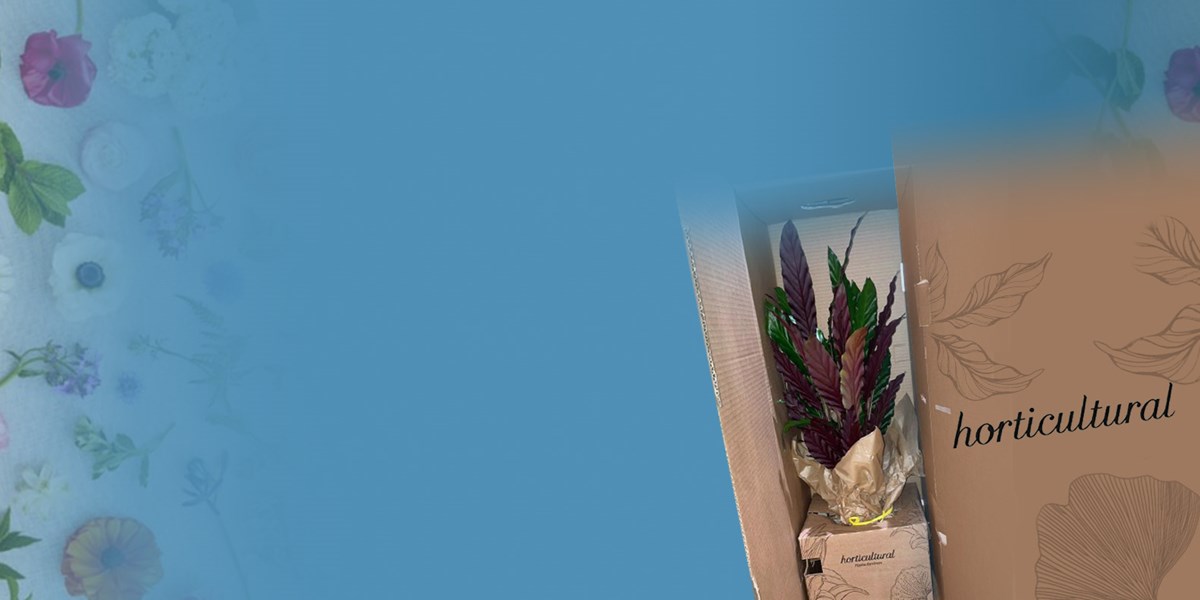Soluzione imballo ecommerce Smurfit Kappa per Horticultural