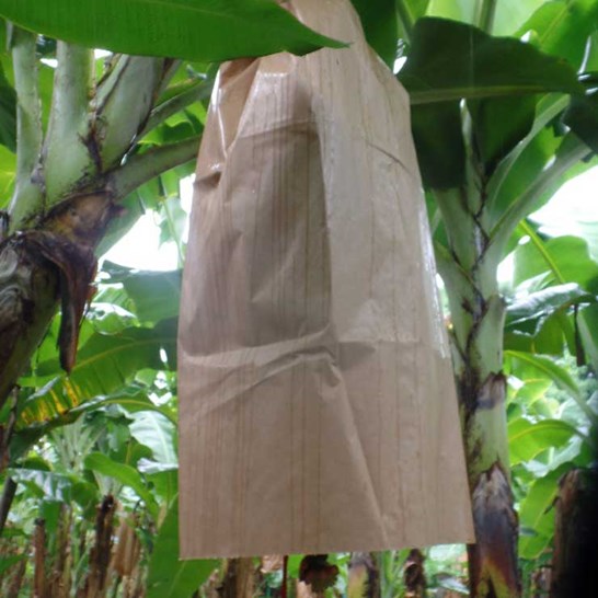 Banabag isolante naturale per i caschi di banana