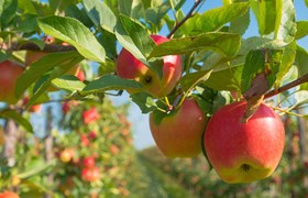 Photo d'un champs de pomme 